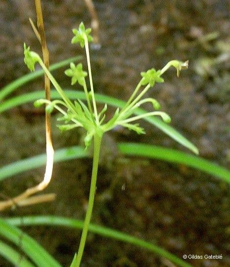 Campynemanthe
