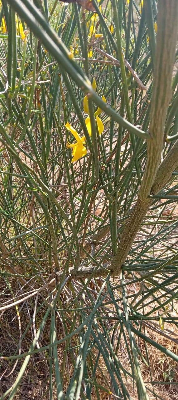 Ginestra odorosa 24