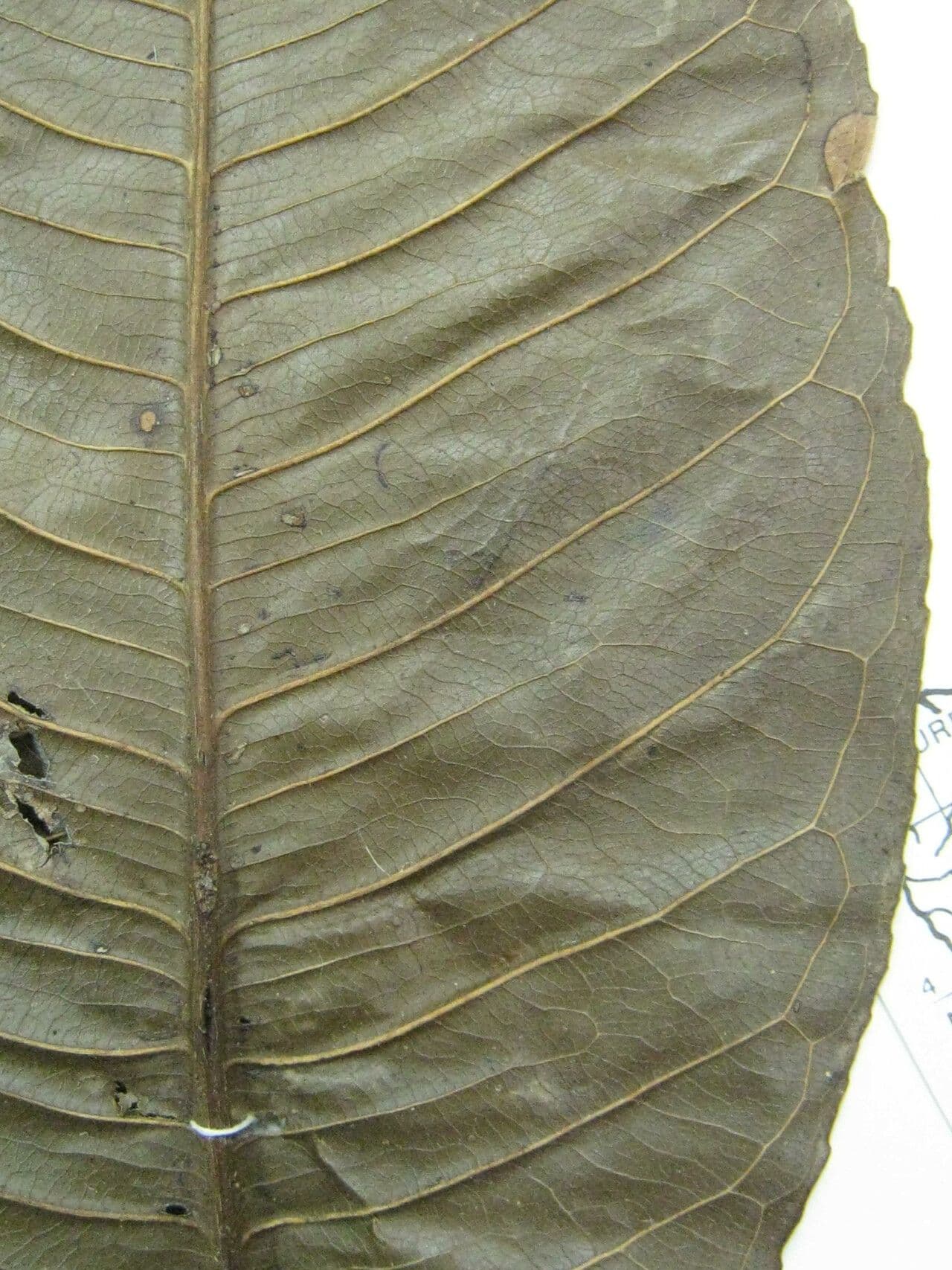 Eschweilera 9