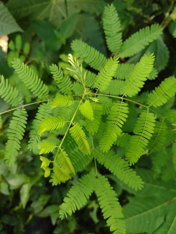 Mimosa quadrivalvis 11