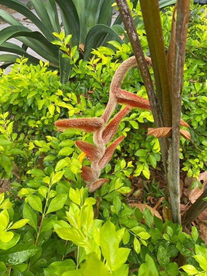 Heliconia 5
