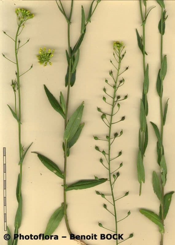 Camelina 23