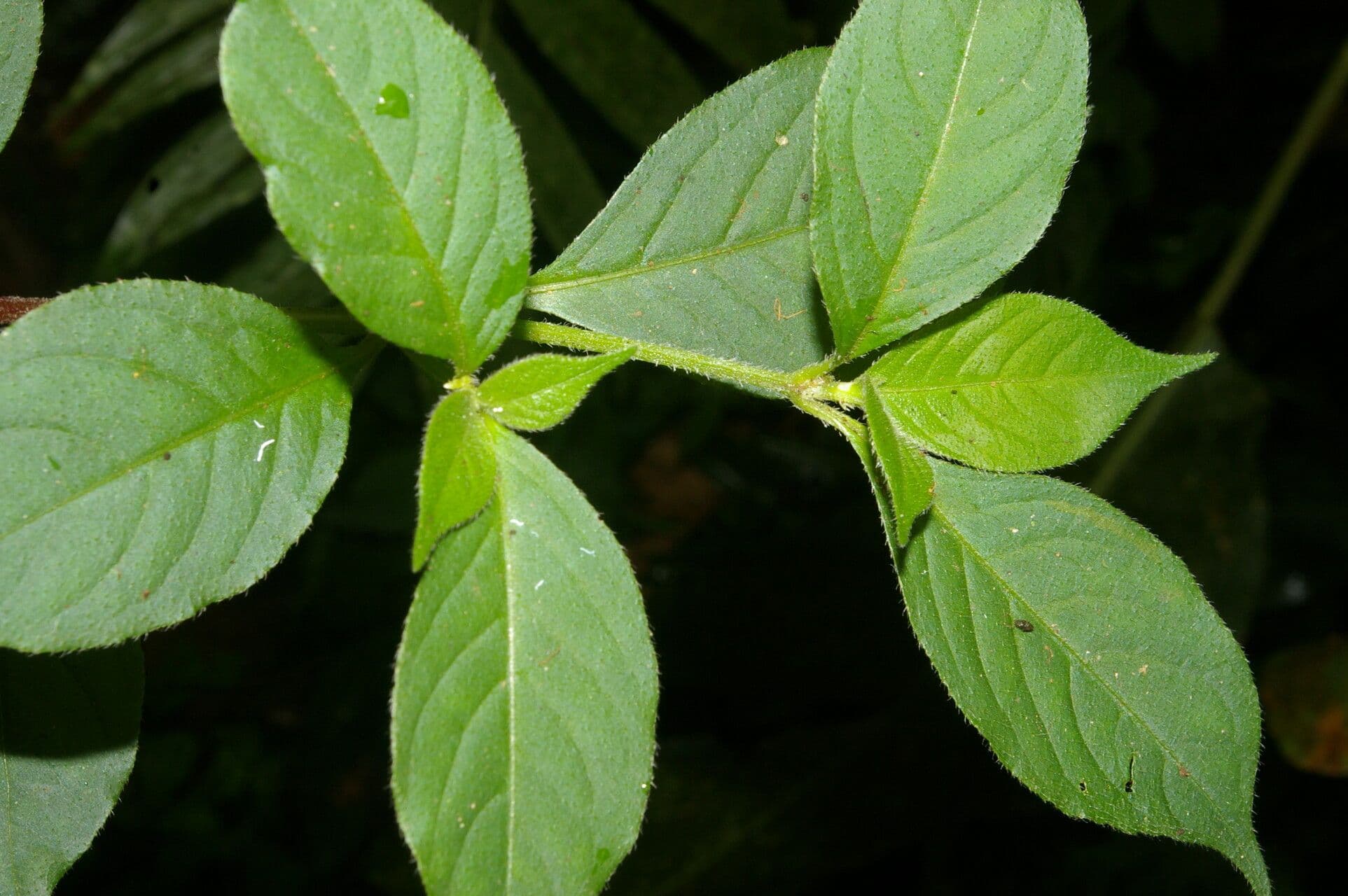Alternanthera 7