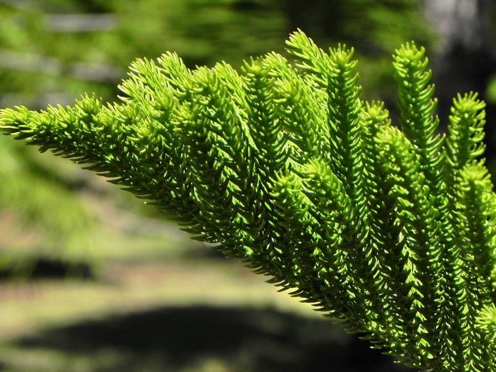 Schmalblättrige Araukarie