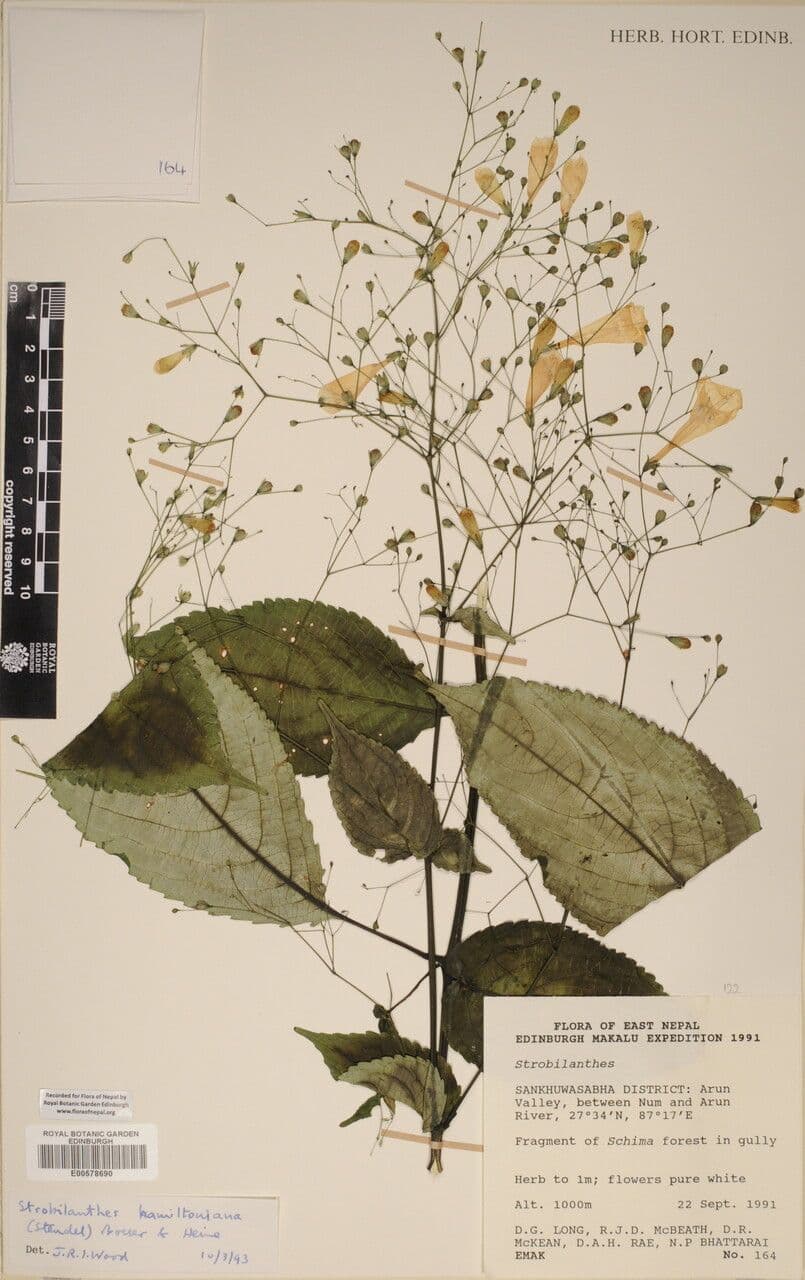 Strobilanthes 20