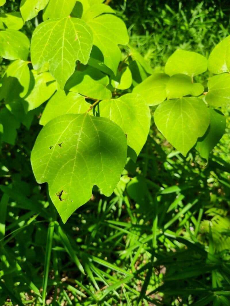 Lindera obtusiloba 5