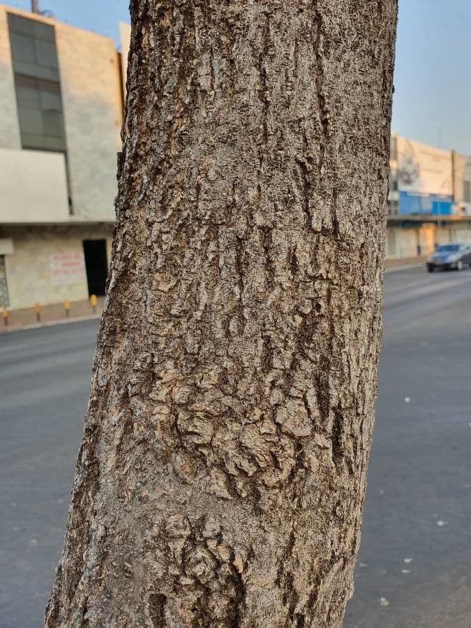 Roble blanco 21