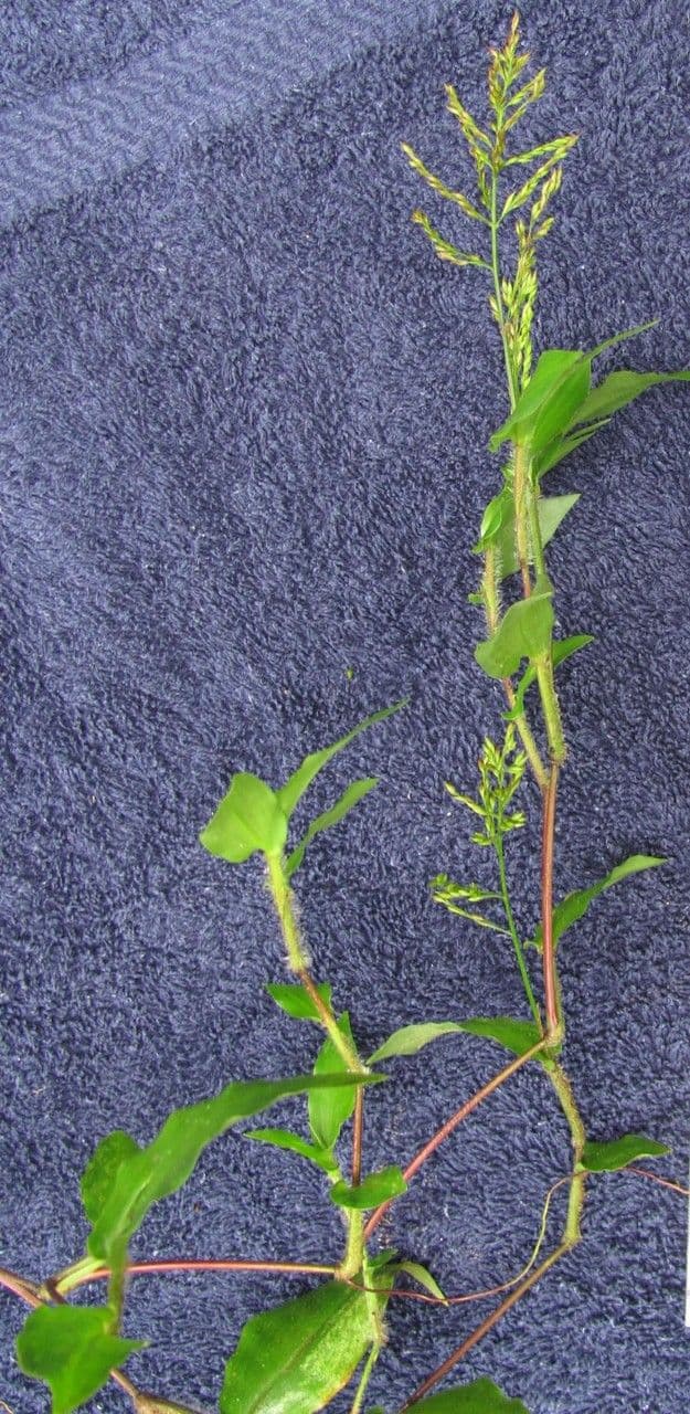Ichnanthus 7