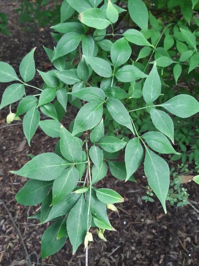 Staphylea bumalda 6