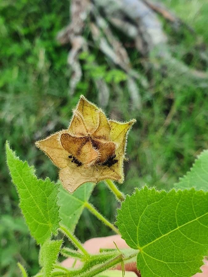 Ibisco vitifoglio 2