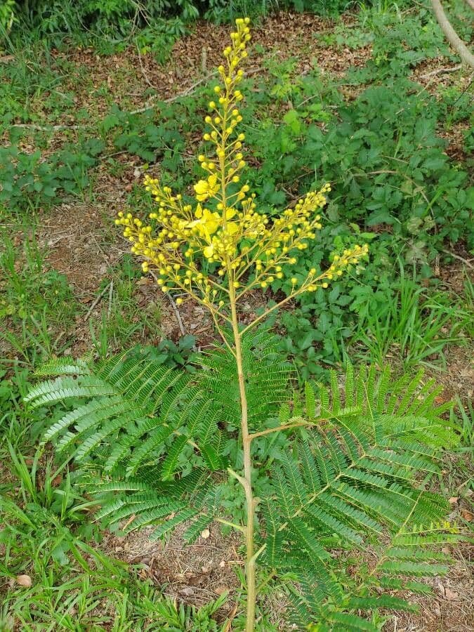 Peltophorum dubium 7