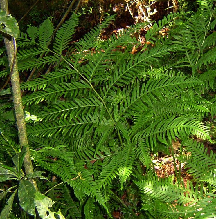 Pteris multifide 3