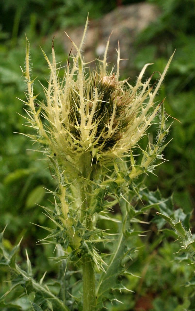 Cardo spinosissimo 26