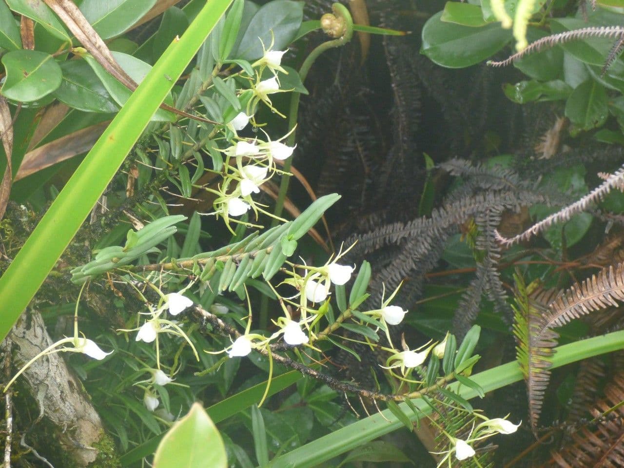 Orchidea 7