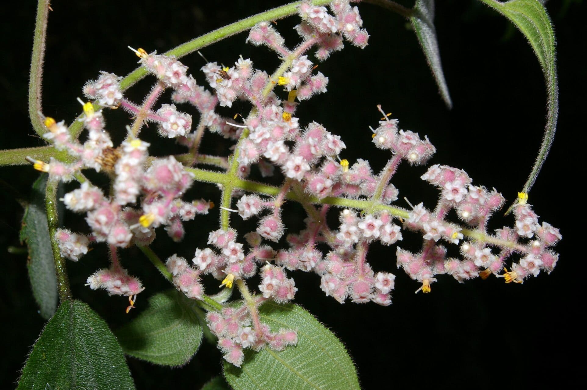 Miconia 2