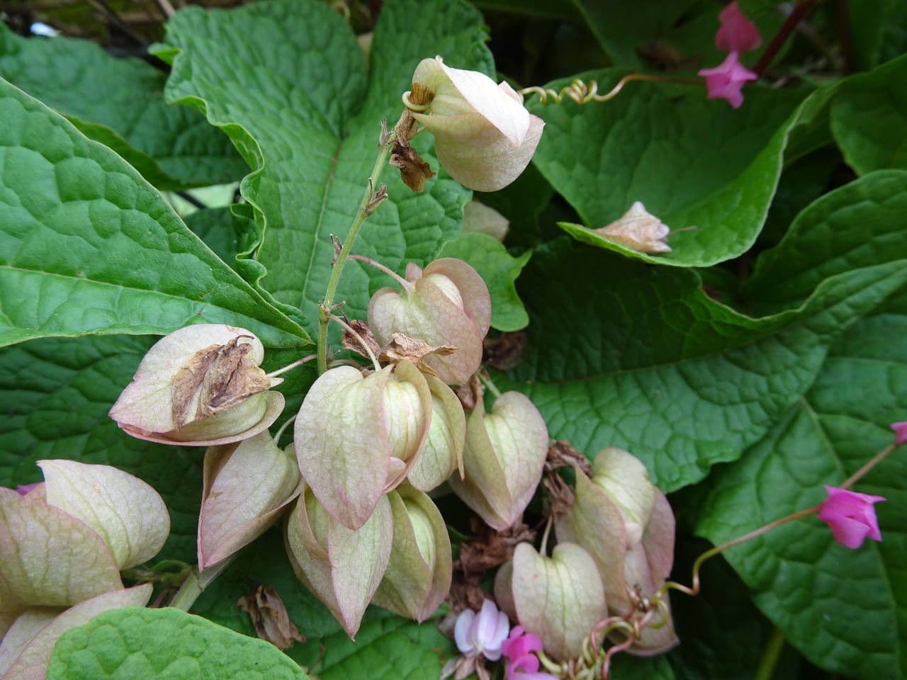 Antigonon leptopus 2