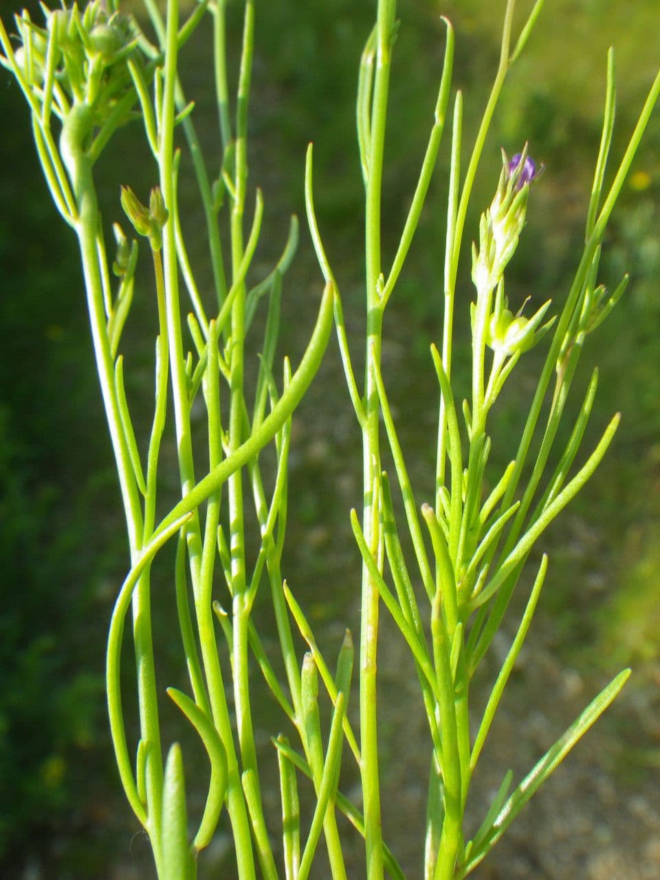 Lenec pelisseriana 17