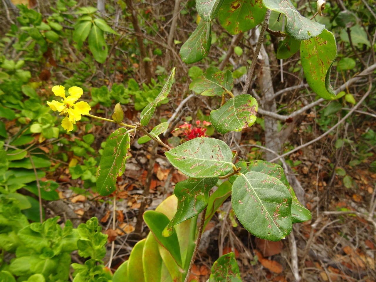 Stigmaphyllon 15