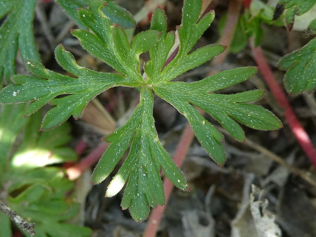 Géranium colombin 19