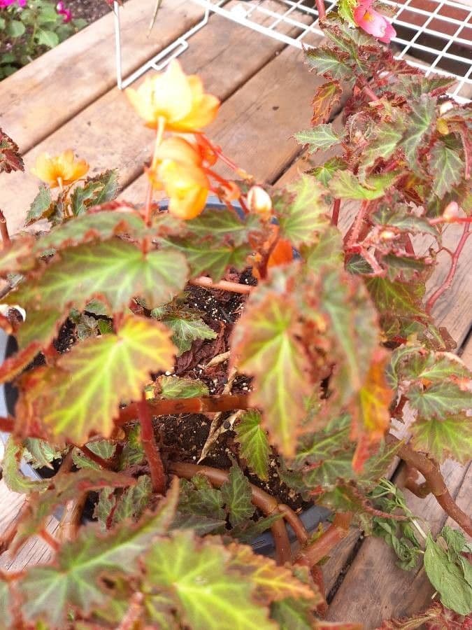 Begonia 11
