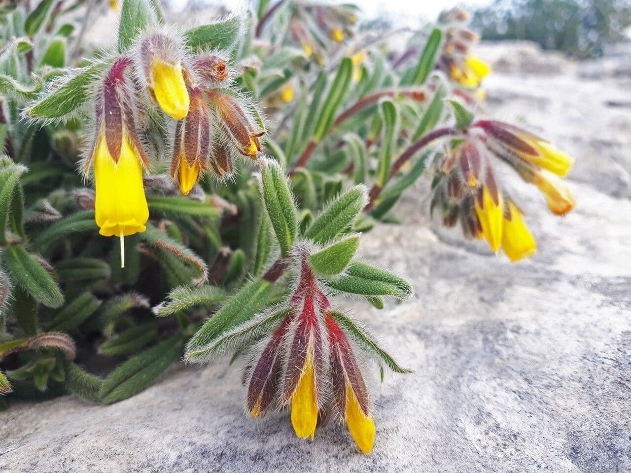 Goccia d'oro rocciosa