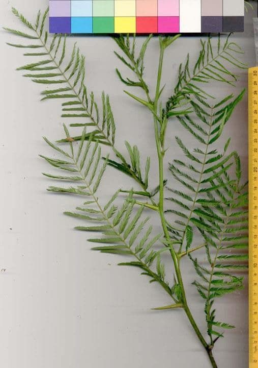 Vachellia 10