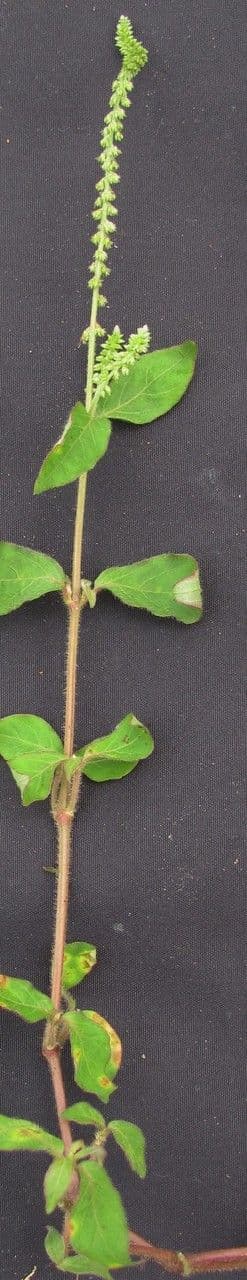 Cyathula prostrata 23