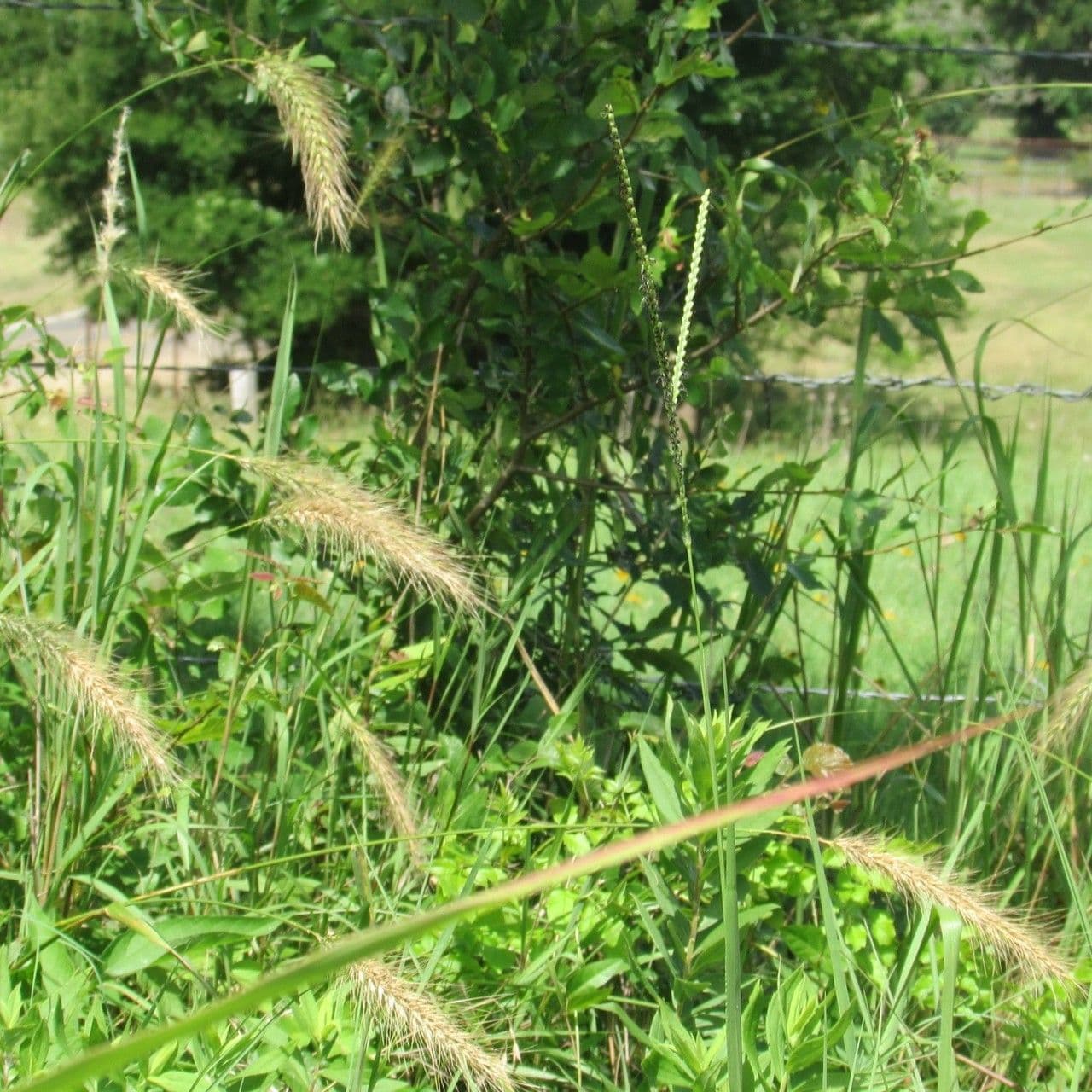 Elymus canadensis 13