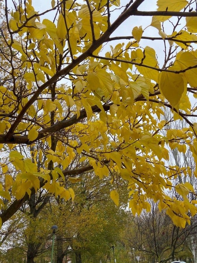Phellodendron amurense 19
