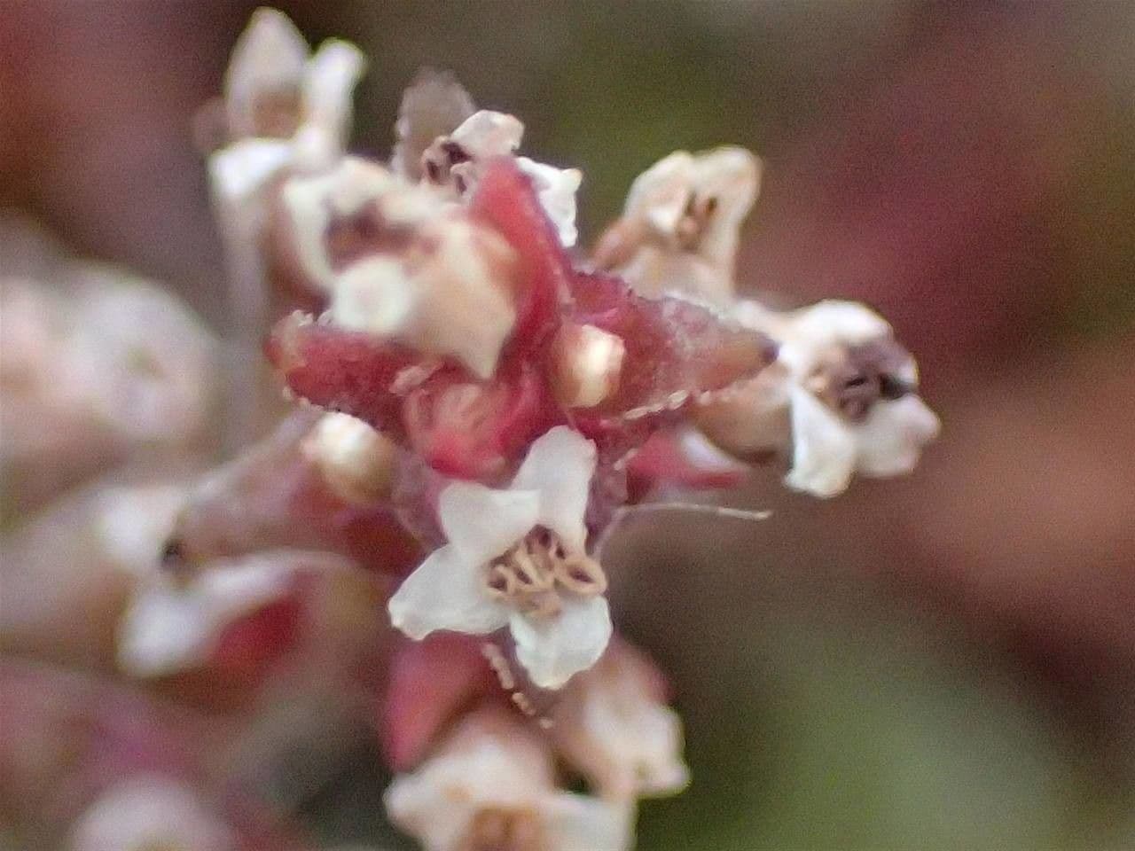 Crassula 14