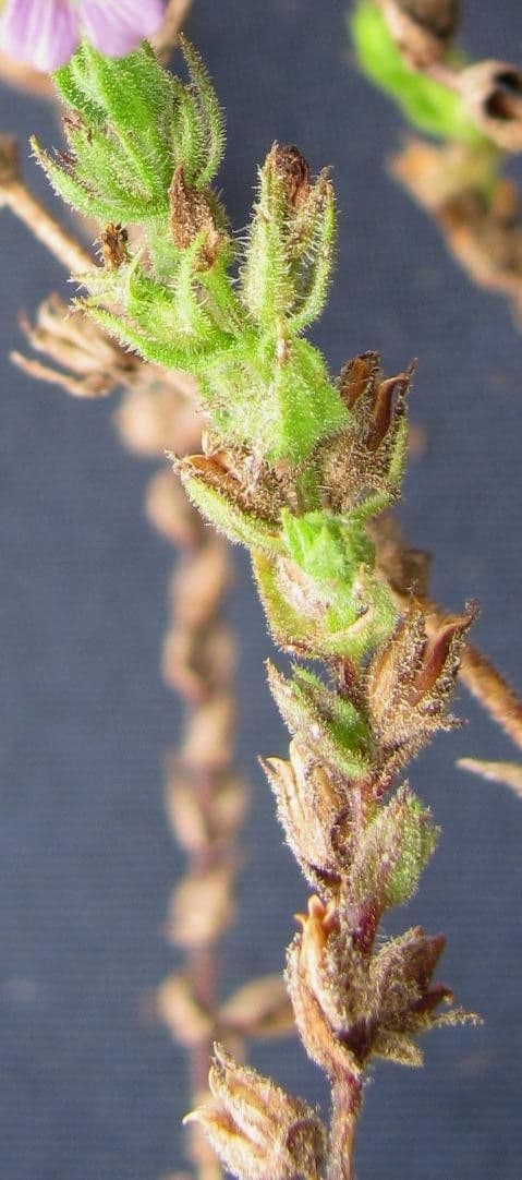 Stemodia durantifolia 4