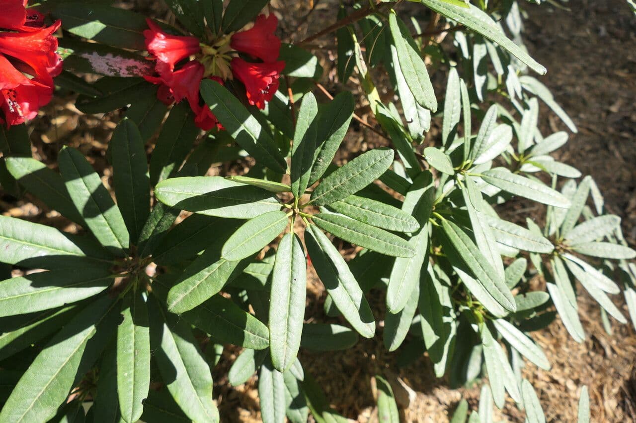Rododendron 11