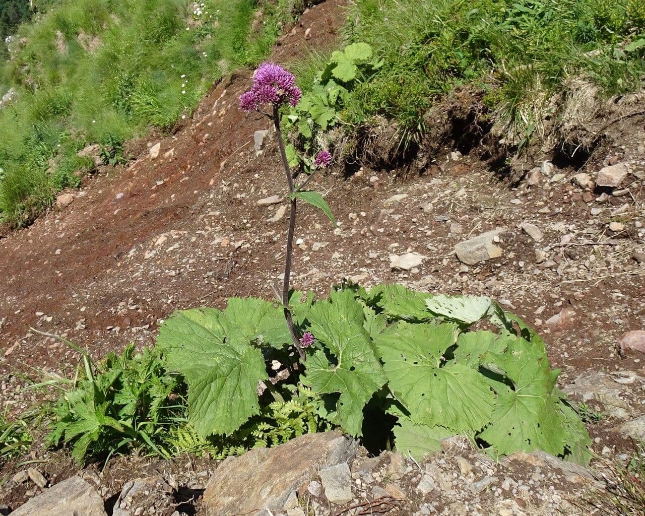 Grauer Alpendost 15