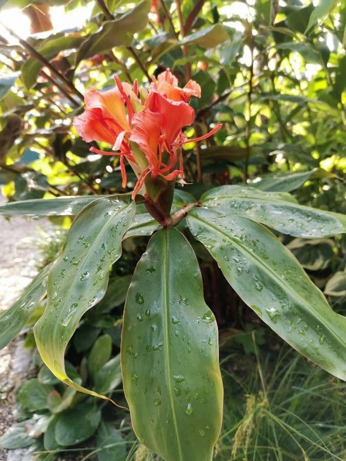 Lillier de gingembre 14