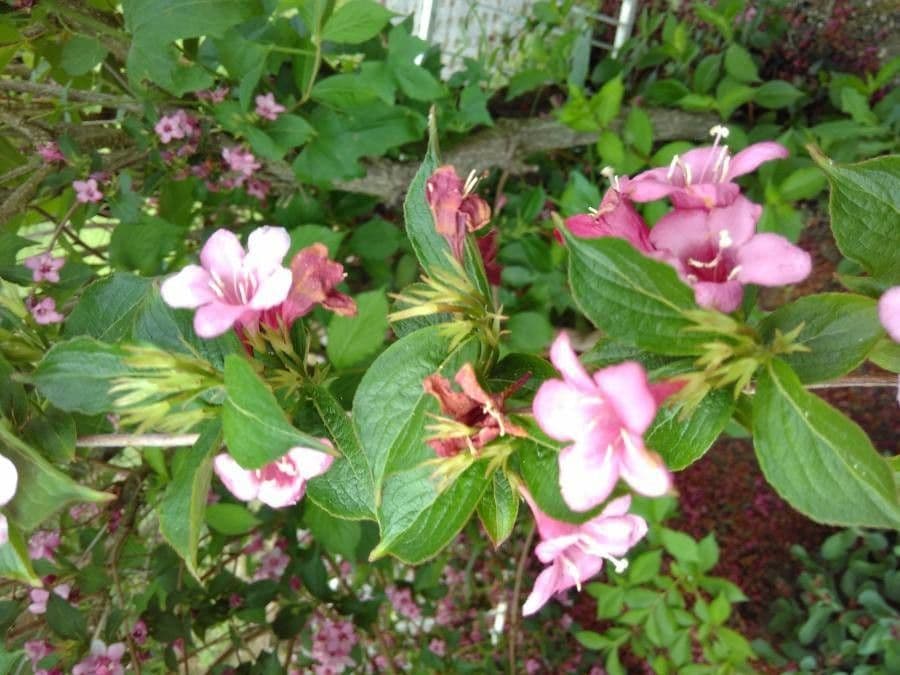 Weigelia florida 16