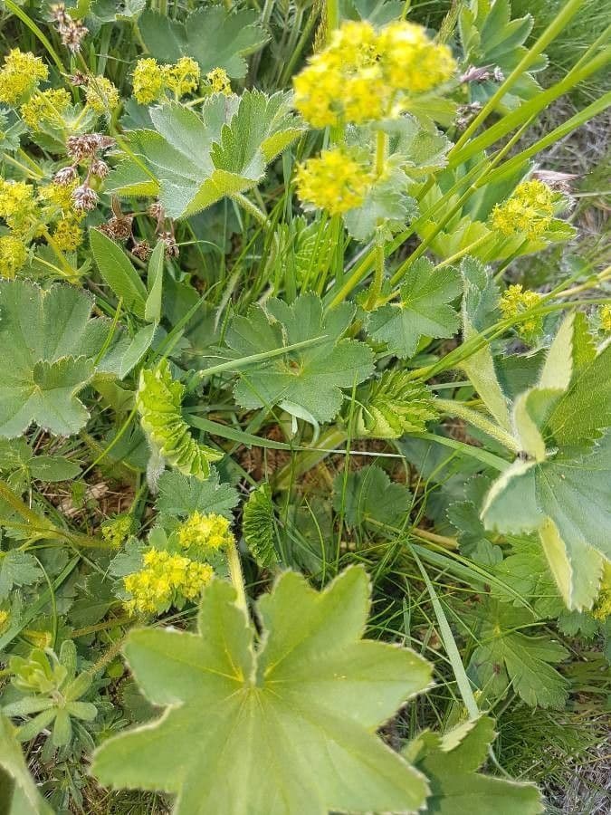 Alchemilla comune 4