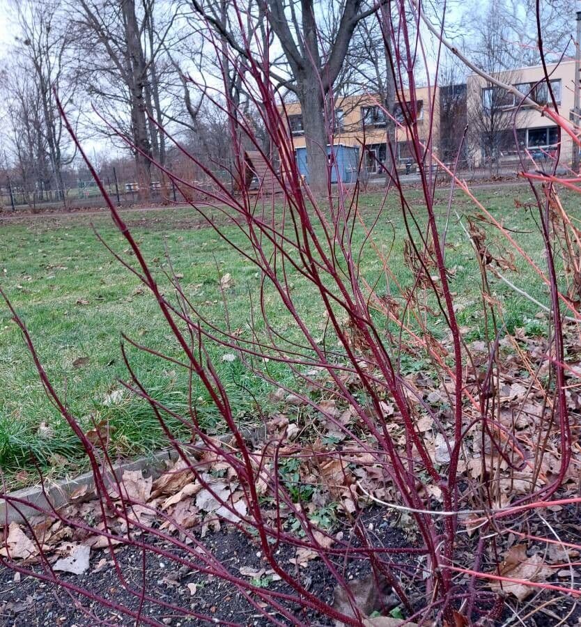 Svída výběžkatá 13