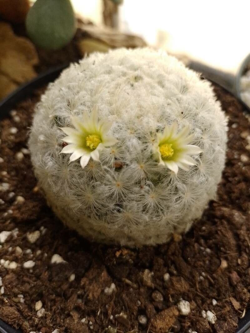 Cactus pluma 2