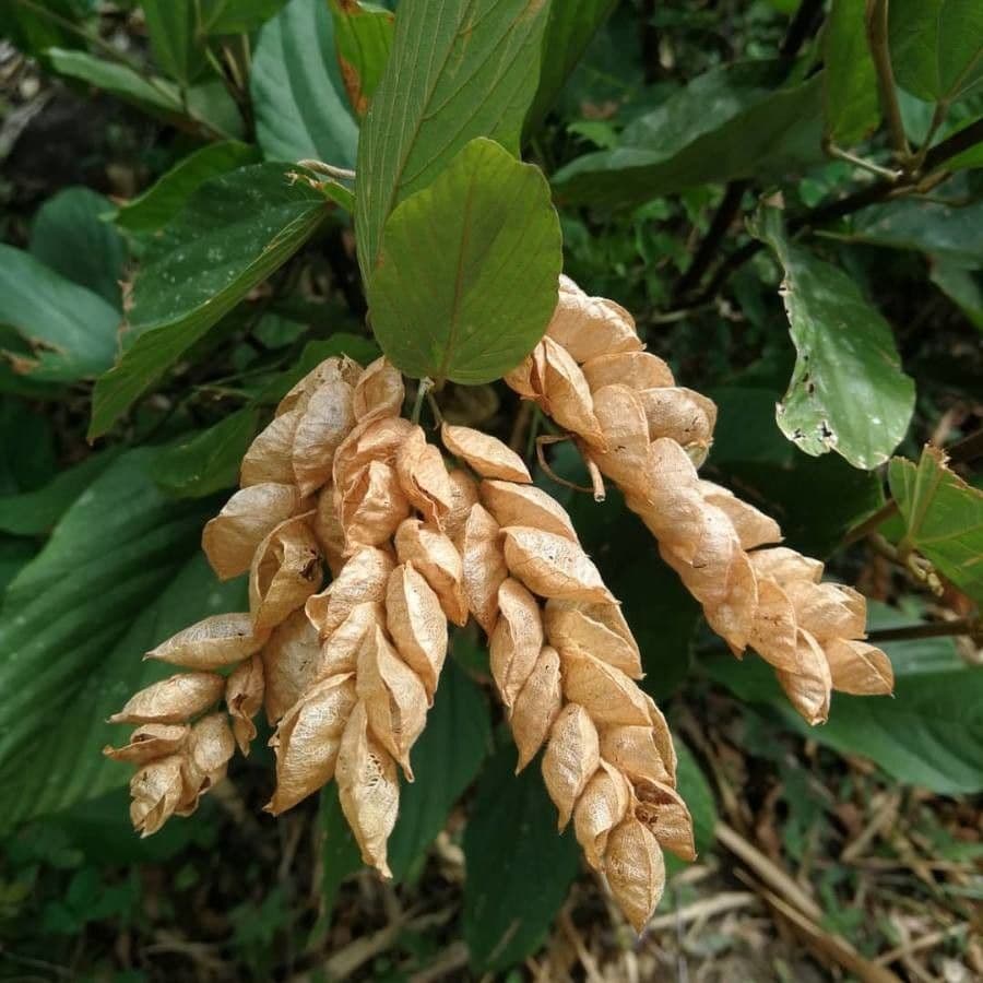 Flemingia strobilifera 5