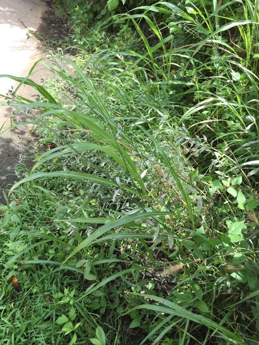 Verbena 11