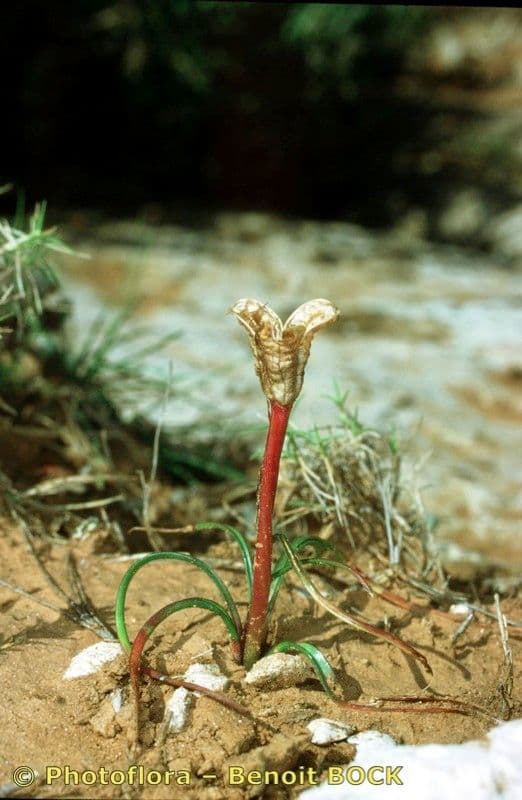 Colchico 16