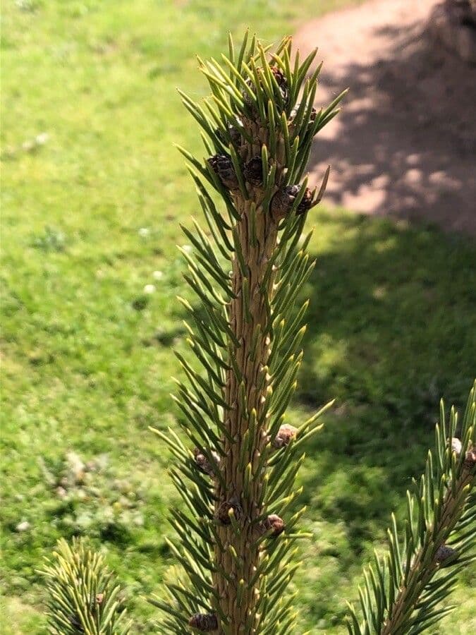 Abete di Schrenk 3