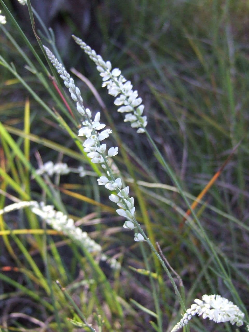 Polygale blanc 5