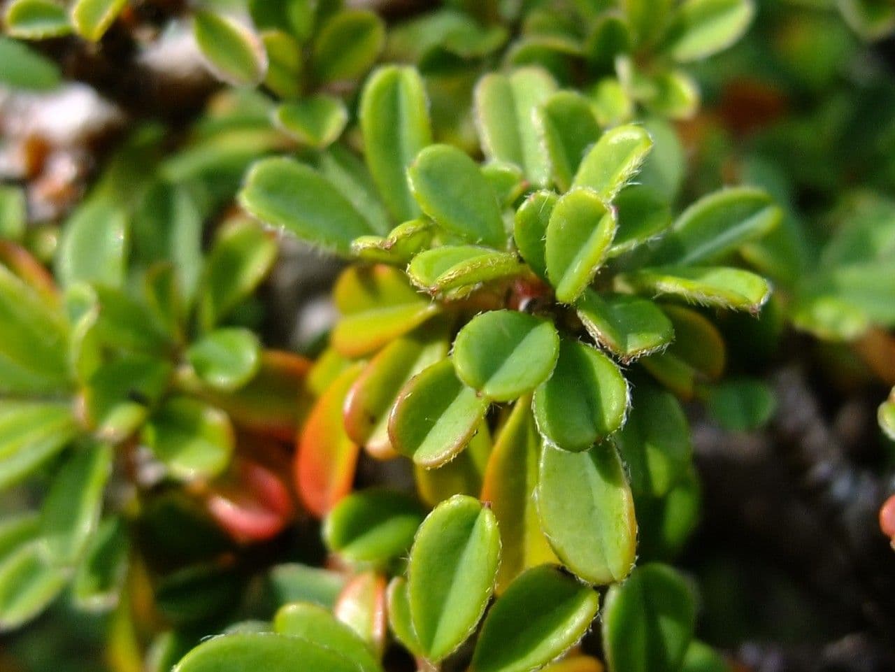 Cotoneaster 5