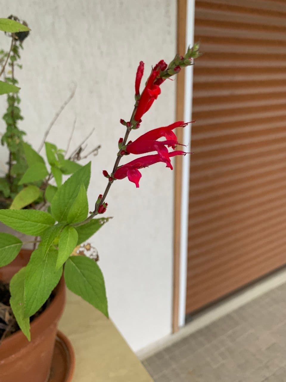 Salvia ananas 11