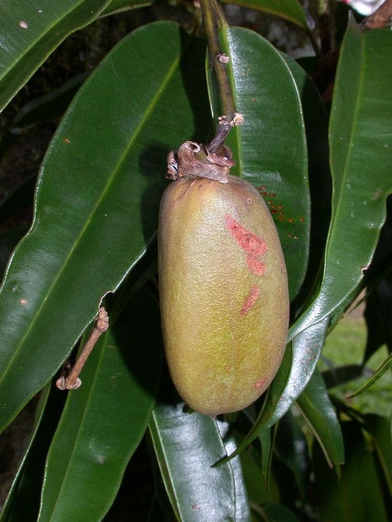 Qualea 2