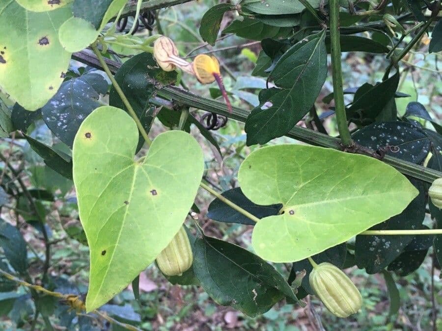 Aristolochia 7