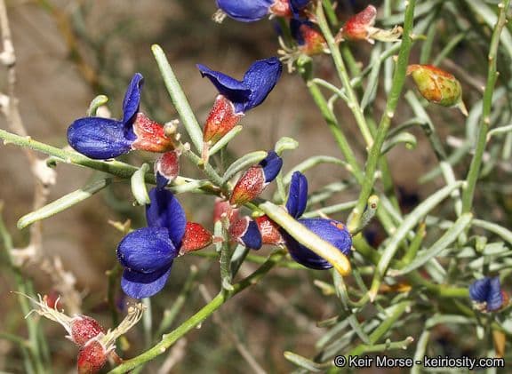 Psorothamnus schottii 9