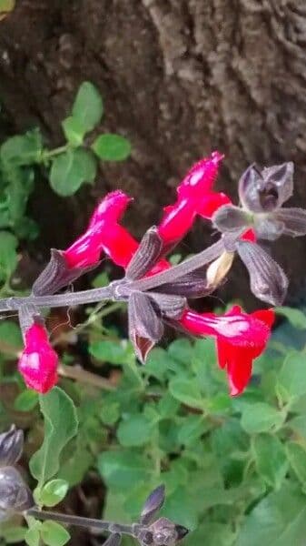 Salvia a foglie piccole 7