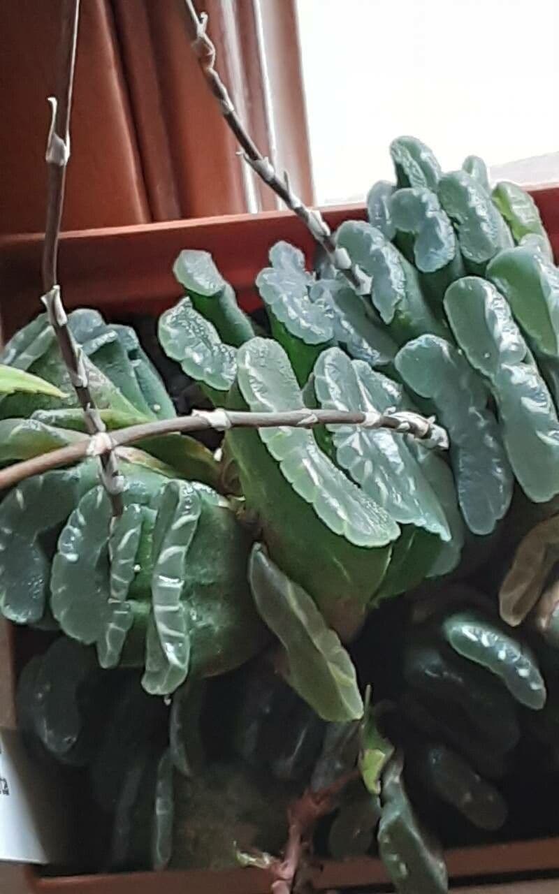 Haworthia 6